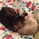 kirashapedgirl avatar