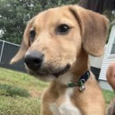 kishibe-rohansbf avatar