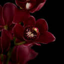 kiss-and-touch avatar