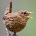 kitchensinksandwich avatar