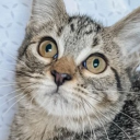 kitkatstu-dies avatar