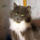 kittenpartyusa avatar