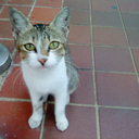 kittiesnbabies-blog avatar