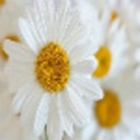 kittison-blog avatar