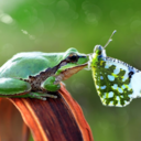 kitty-kat-luv19 avatar