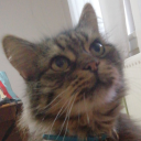 kittycat-nyancy avatar