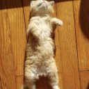 kittyonthefloor avatar