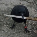 knifecrow avatar