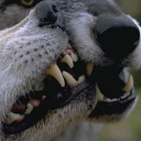 knotanothermonsterfucker avatar