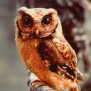 knowitowl avatar