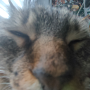 kocurek-arturek avatar