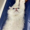 koolkidasaurus avatar