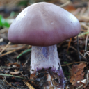 kortinarius-archerus avatar