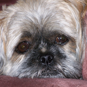 kotoki-yukaru avatar