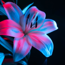 kottonkandiikushkween avatar