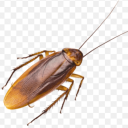 kowloon-tiny-roach avatar