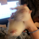 krakalackin-kraken avatar