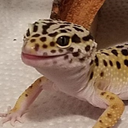 kruegertheleopardgecko avatar