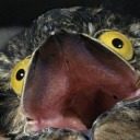 ksenyablinchick avatar