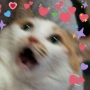 kuriouskitten avatar