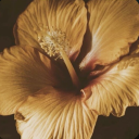 kuromi890sstuff avatar