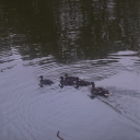 kuwaiti-virsion avatar