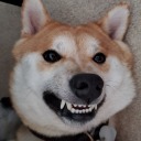 kyuubi-the-shiba avatar