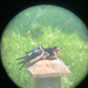 lacewings-and-lavender avatar