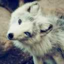 lady-feytality avatar