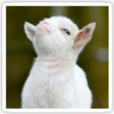 lady-voidkiss avatar