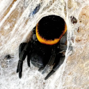 ladybirdvelvetspider avatar