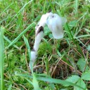 ladyearlgreen avatar