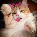 ladyngrid-blog avatar