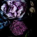 ladyoftheaesthetic avatar