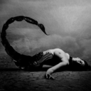 laescorpion69 avatar