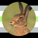 lagomorphin avatar