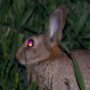 lagomortis avatar