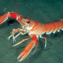 laikalobster avatar