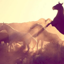 lakridserkrag avatar