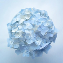 lal-nila-syrin avatar