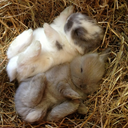 lalaofthealpacas avatar