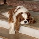 languidspaniel avatar