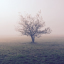 lanzhantonight avatar