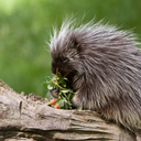 laporcupina avatar