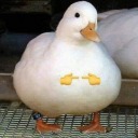 latenight-nolife avatar