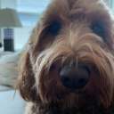 latetothetrain avatar