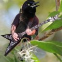 laughtereverafter avatar