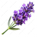 lavender-anon-tma avatar