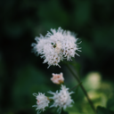 lavender-leaf avatar