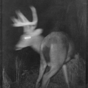 lavey-fraiser avatar